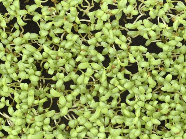 Alfalfa Microgreens